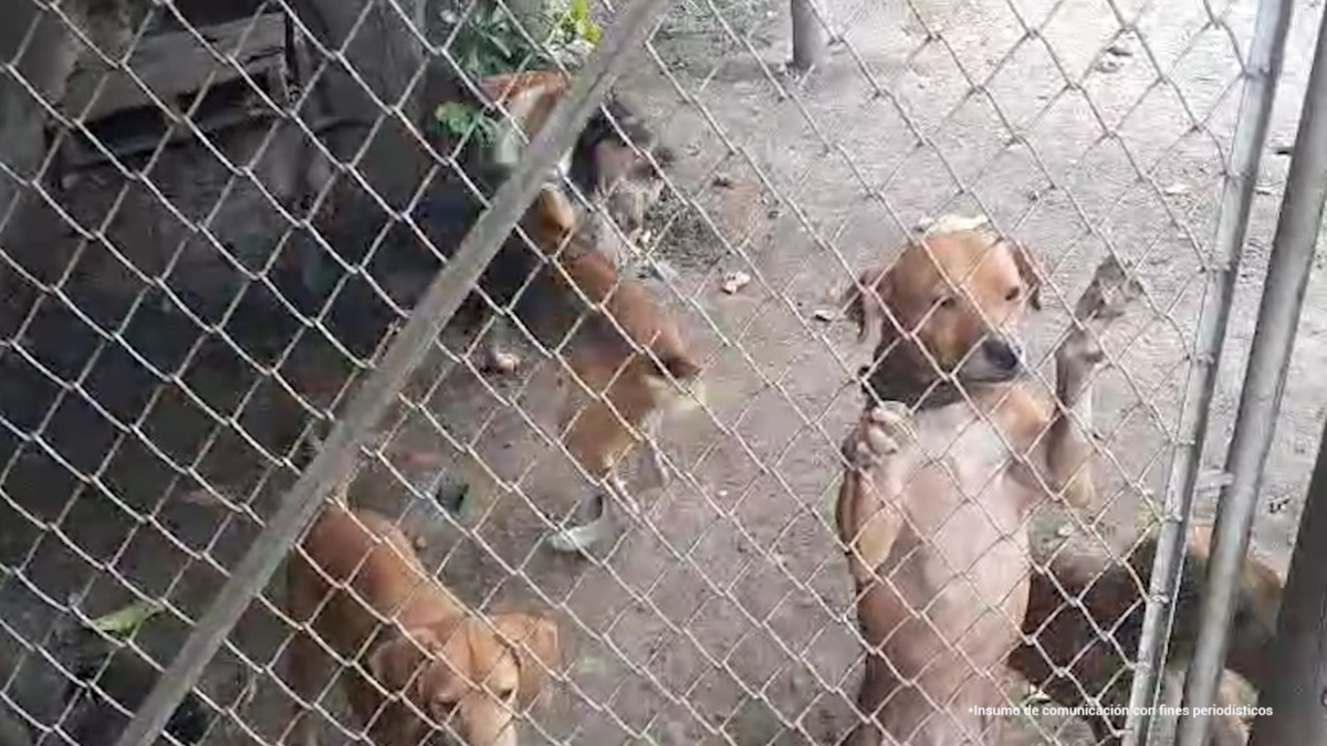 Encuentran 14 perros en la casa en estado de salud incierto

 – En la mira