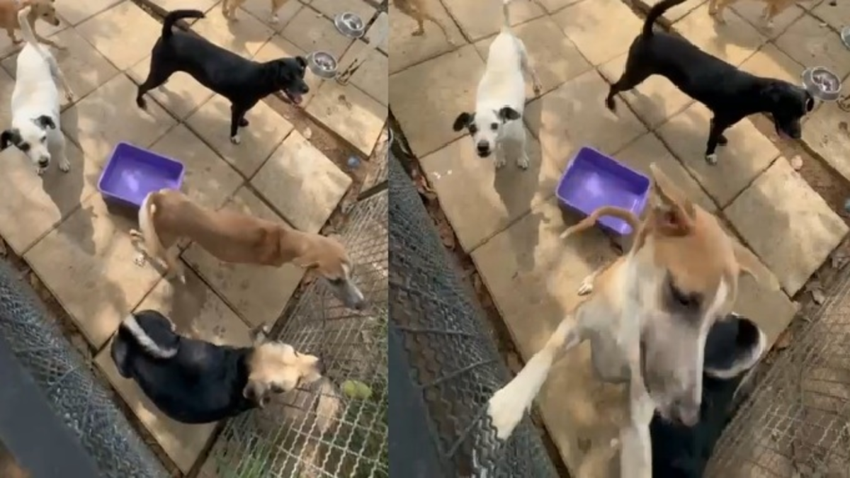 Rechazo de Bucaramanga: Veterinarios de la Unidad de Bienestar Animal ordenan eutanasia para perros que no la necesitan: revelan charlas burlonas

 – En la mira