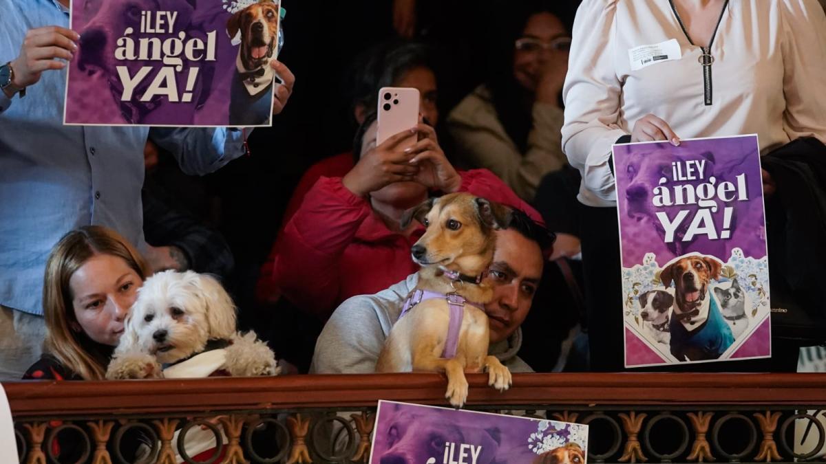 un hombre estrangula a un perro durante una pelea y el padre muere tras un fuerte shock; el presunto autor fue capturado

 – En la mira