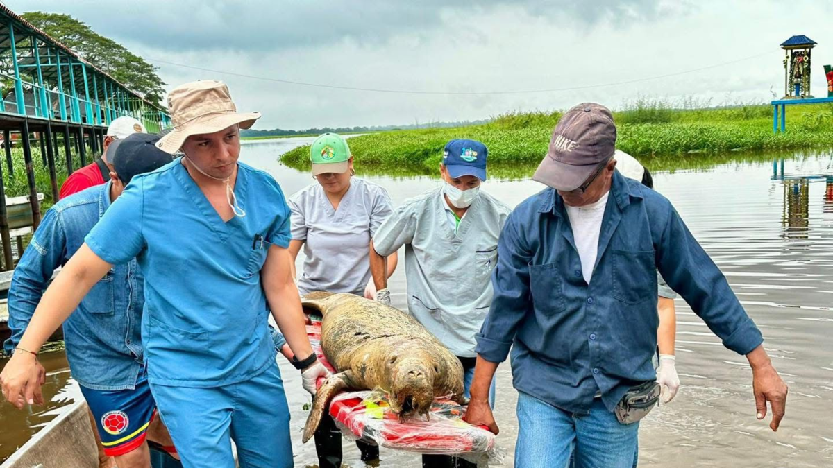 Un joven manatí ha muerto en el pantano de El Llanito, en Barrancabermeja. 13 especies ya han muerto en cinco años: está en vigor una alerta de contaminación

 – En la mira