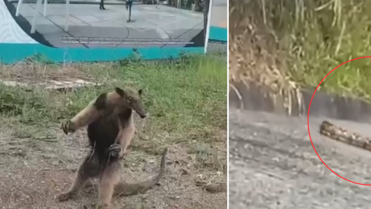 Vecinos del sector registran una serpiente y un oso hormiguero

 – En la mira