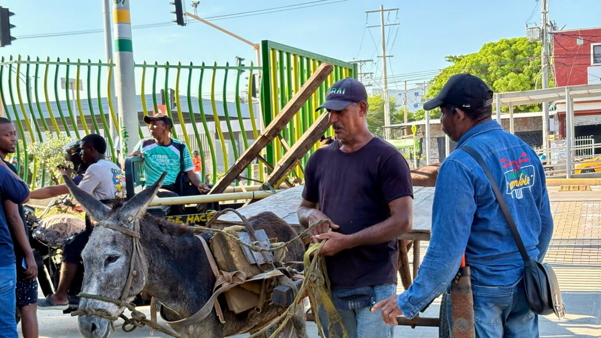 Cartagena hace historia al eliminar la tracción animal de las calles

 – En la mira