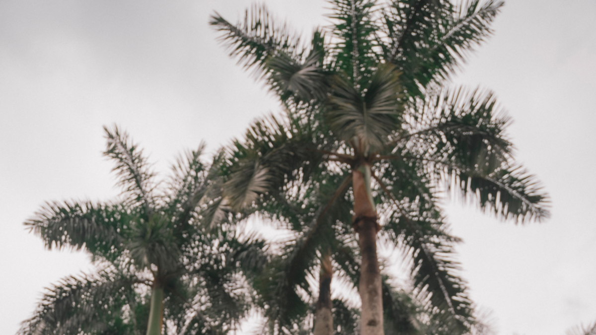 Brisas Caleñas, el festival que reinventa la Feria de Cali con música alternativa y un compromiso con la sustentabilidad

 – En la mira