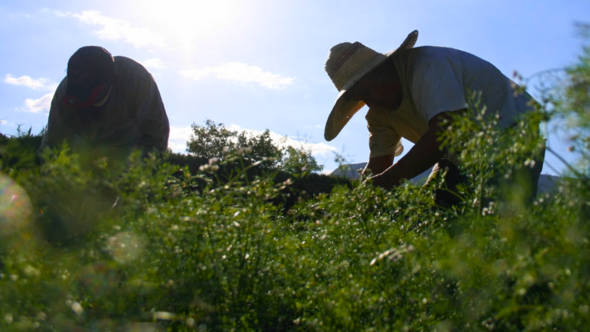 El gobierno declara a los Andes y Ciudad Bolívar como nuevas reservas de alimentos

 – En la mira