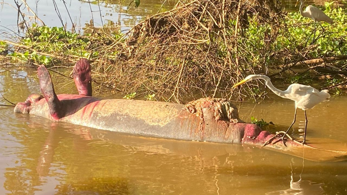 Hallaron manatí muerto en Barrancabermeja, se dio alarma en Magdalena Medio por posible contaminación ambiental

 – En la mira