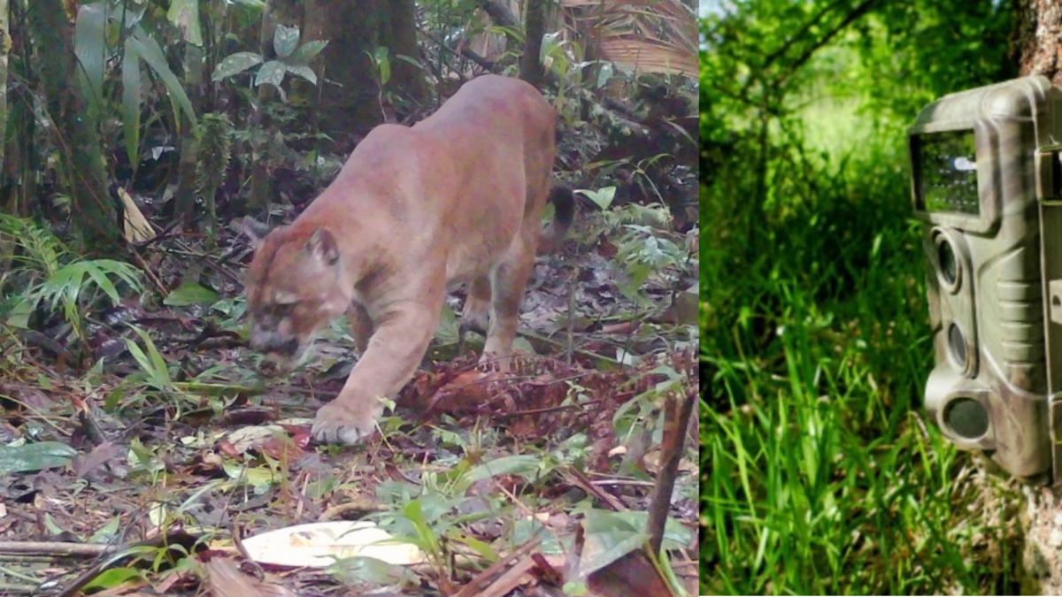 Las observaciones de las cámaras trampa revelan detalles sorprendentes

 – En la mira