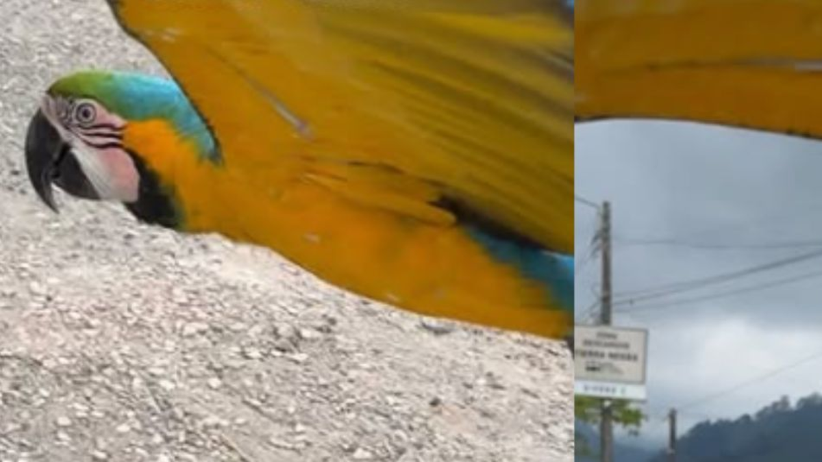 perdió algunas plumas

 – En la mira