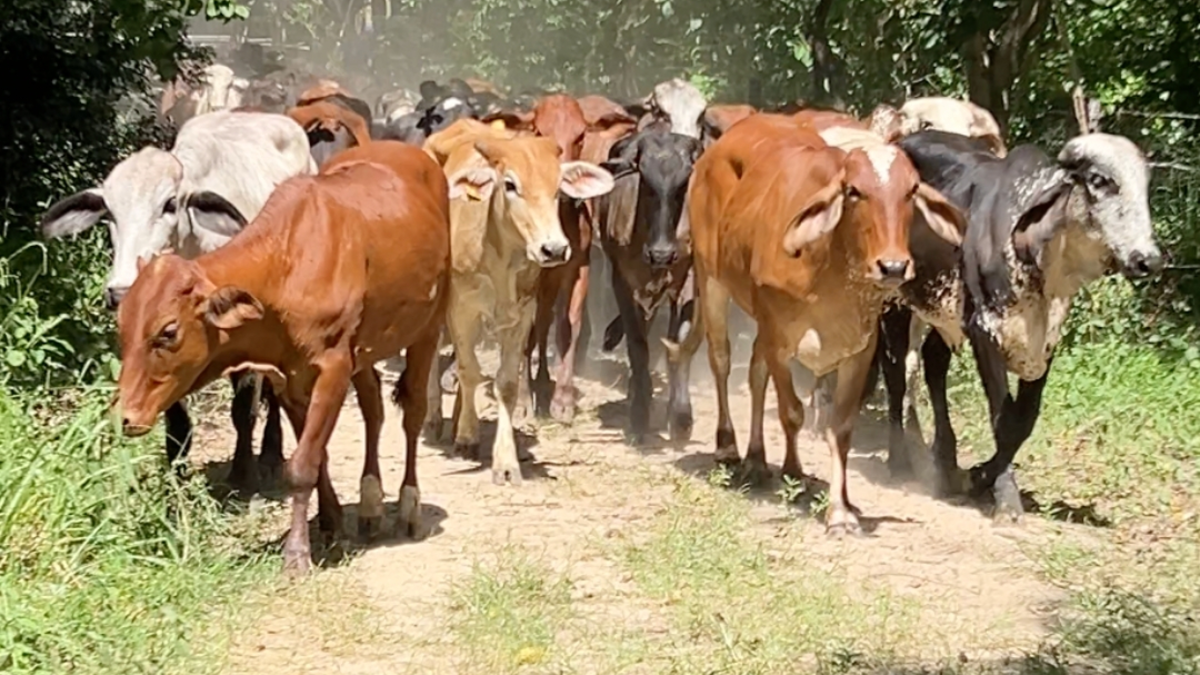 uno de ellos es de un creador de contenido famoso

 – En la mira