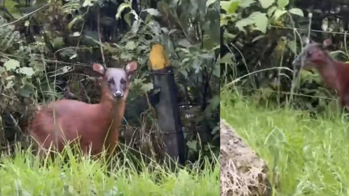 Fotos captaron a un venado andino en plena carretera al Tolima; El animal está al borde de la extinción y los activistas animales piden atención

 – En la mira