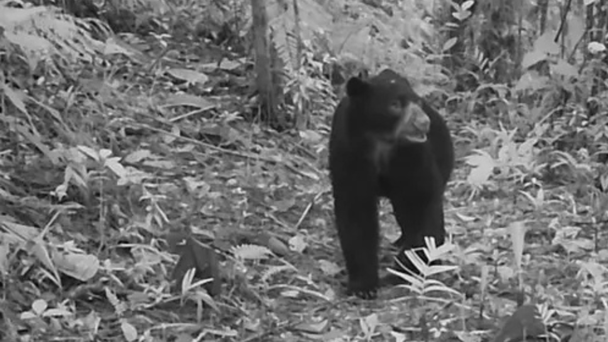 “El jardinero forestal se suma a la labor de recuperación de su territorio”

 – En la mira