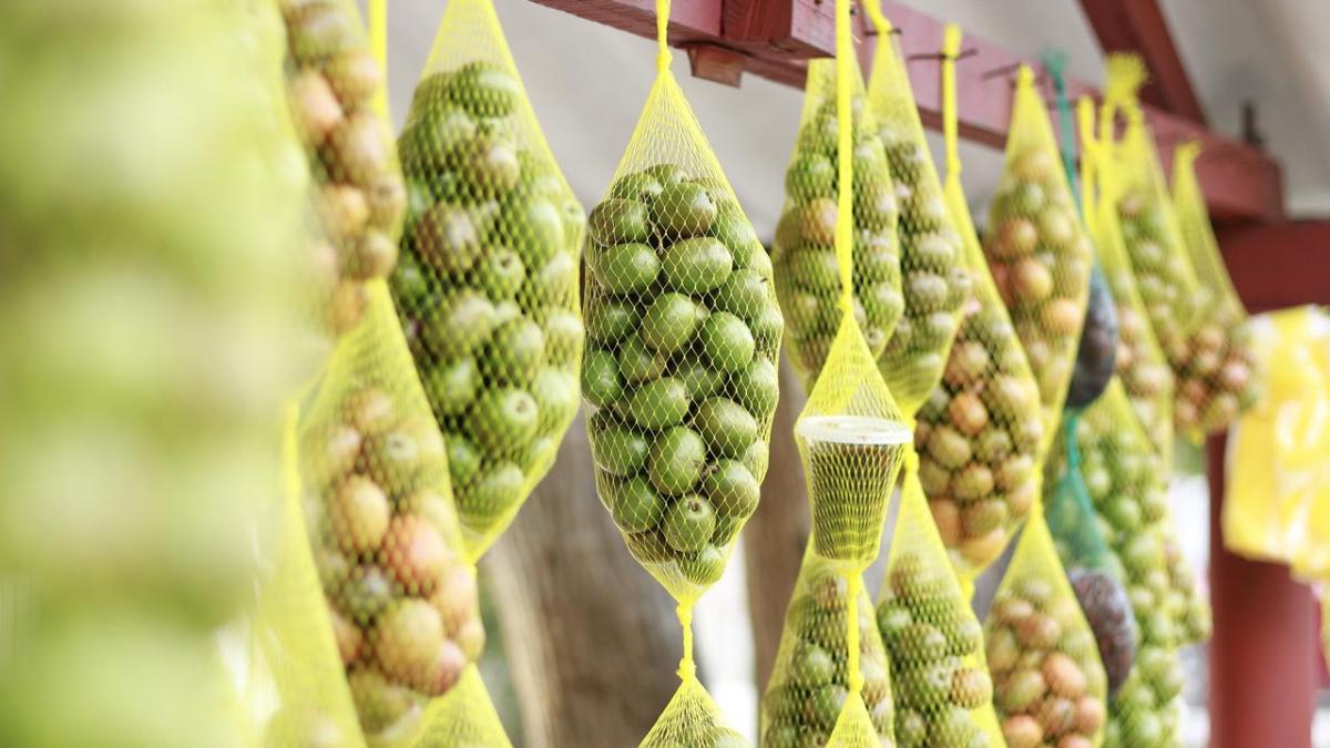 Comienza la 38° edición de la tradicional Fiesta de la Ciruela

 – En la mira