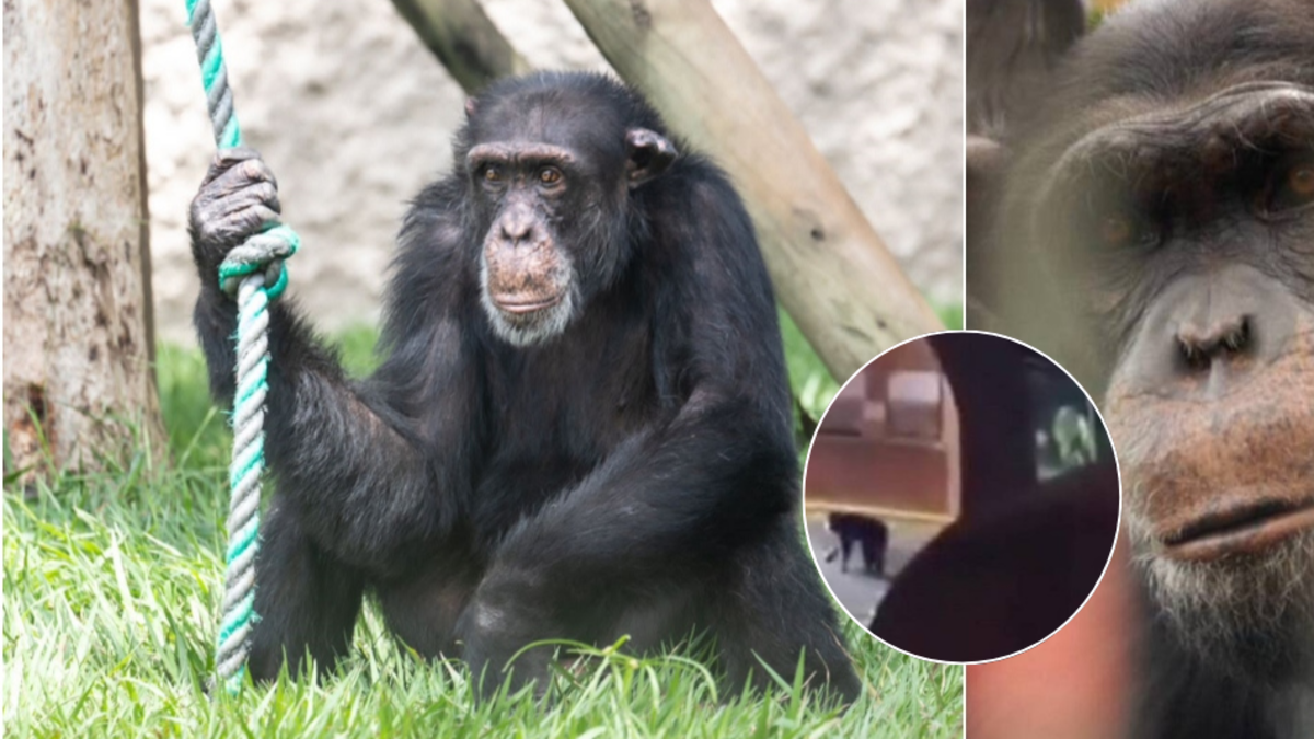 Denuncian que el chimpancé más famoso de Pereira vive en una “favela de monos” y que el traslado terminó en fracaso

 – En la mira