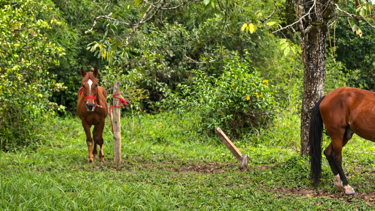 Dos caballos retirados de plataformas turísticas de Cartagena encuentran un nuevo hogar en el centro agrícola de la Universidad de Antioquia

 – En la mira