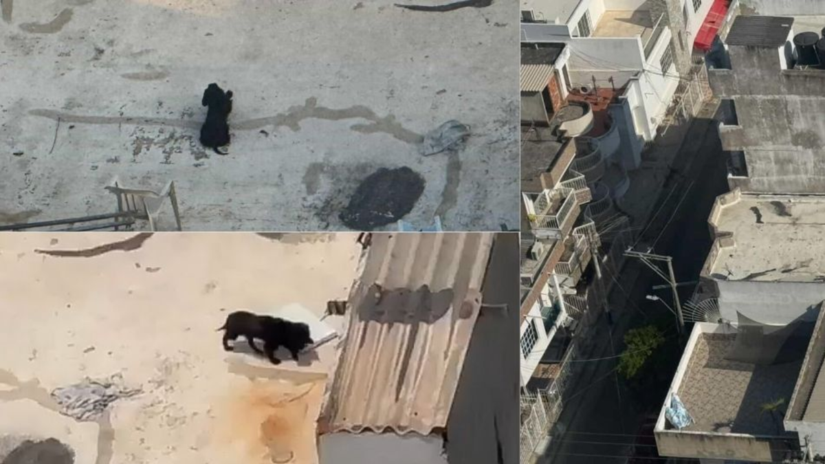 Los ciudadanos piden a las autoridades que intervengan.

 – En la mira