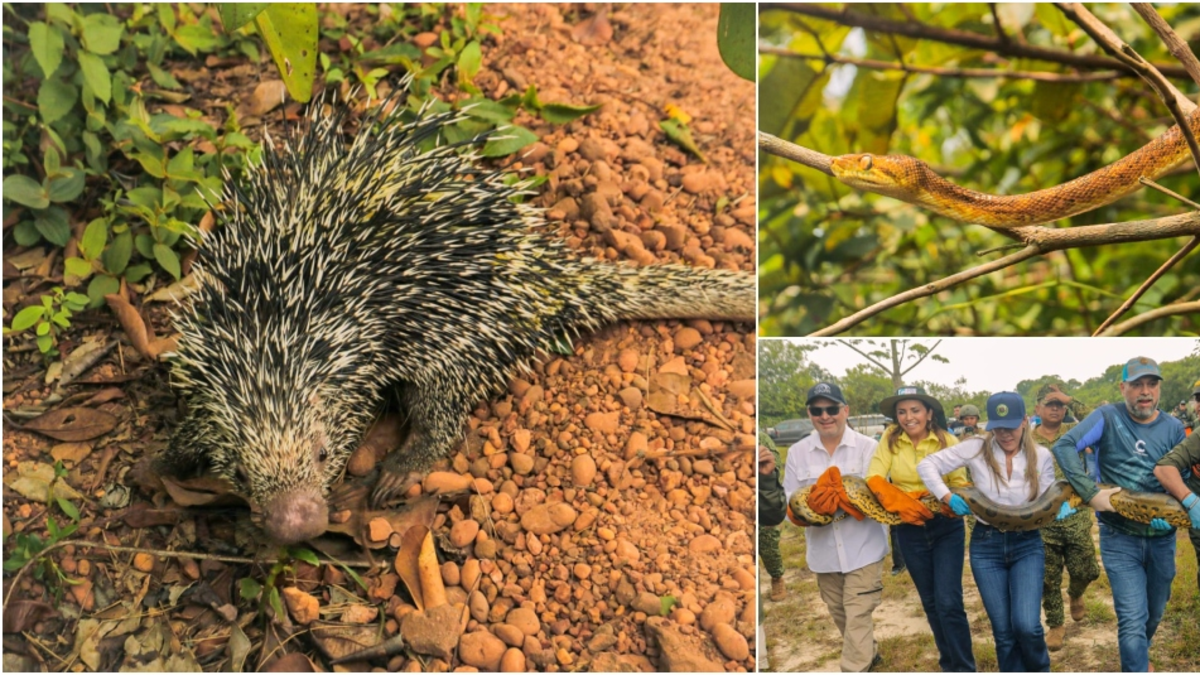Morrocoyes, loros e iguanas regresaron a la selva tras ser rescatados del cautiverio y la violencia

 – En la mira