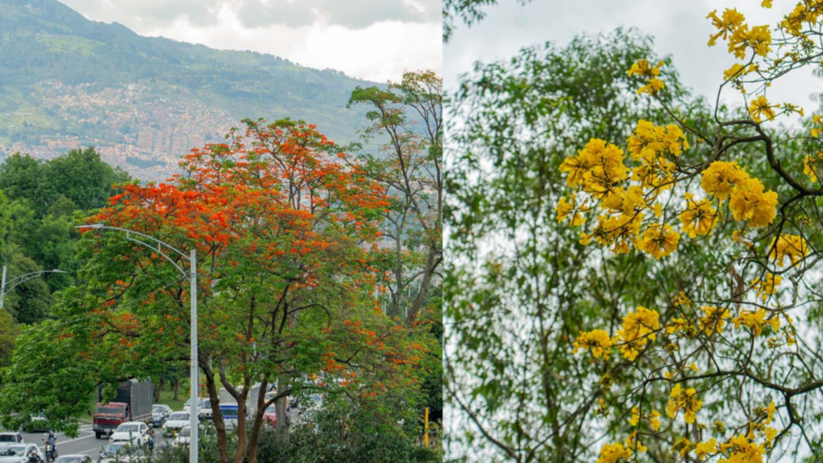 Medellín lanza aplicación para consultar y gestionar más de 490.000 árboles en el espacio urbano, incluso offline

 – En la mira