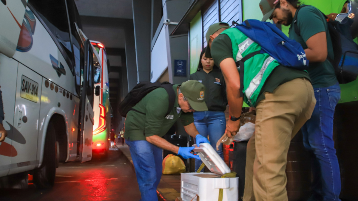 Rescatan ocho cangrejos azules y capturan un armadillo ahumado en una hielera de poliestireno en el equipaje del autobús

 – En la mira
