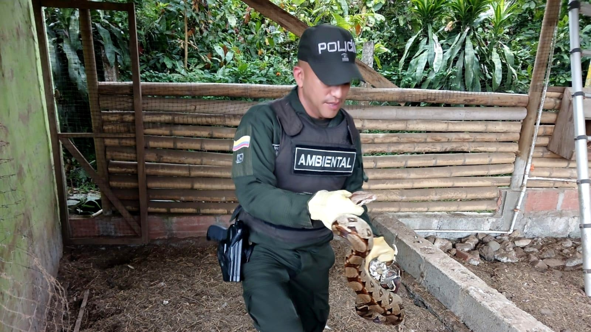 Acciones contra el tráfico de vida silvestre en Antioquia Semana Santa 2026

 – En la mira
