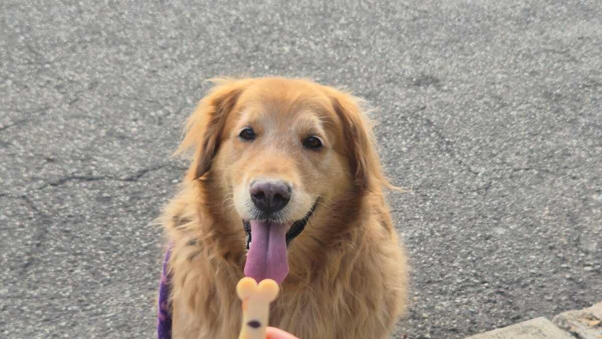 Ayuda a los animales abandonados en Bucaramanga con Radiotón, un evento creado para brindar alimento a cientos de perros y gatos sin hogar.

 – En la mira