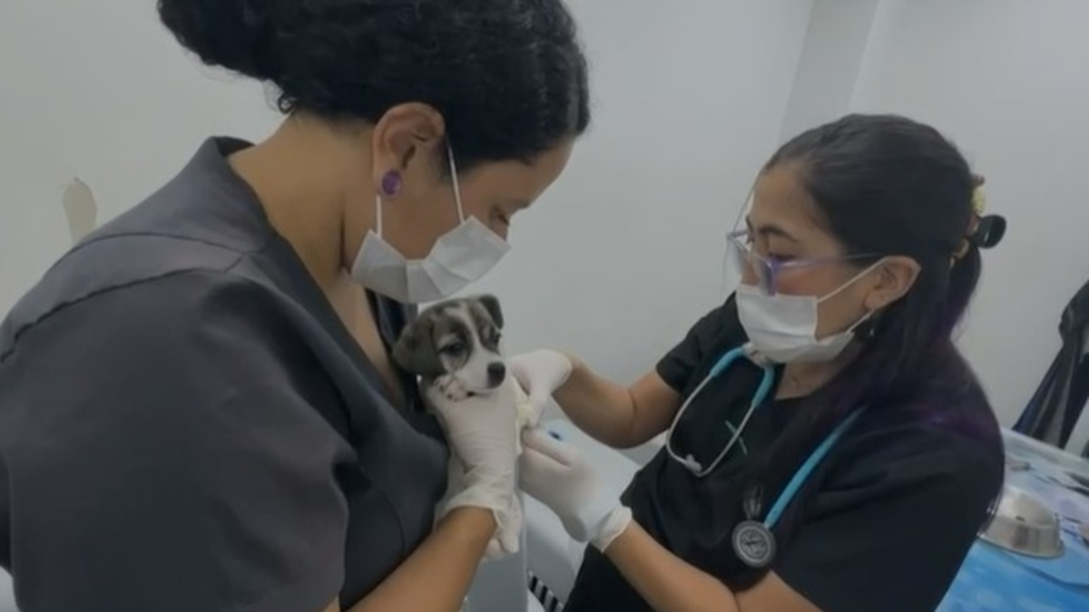 Fiscalías tomarán medidas por grave maltrato a un minicerdo y ocho perros en el noreste de Cali

 – En la mira