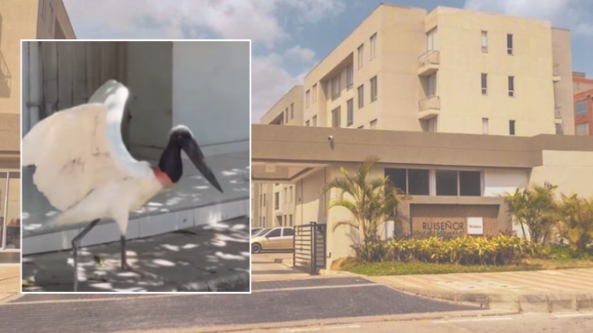 La cigüeña Jabiru que fascinó a Barranquilla aparece muerta en Rebolo luego de dos semanas de avistamientos en barrios de la ciudad; Están investigando lo sucedido

 – En la mira