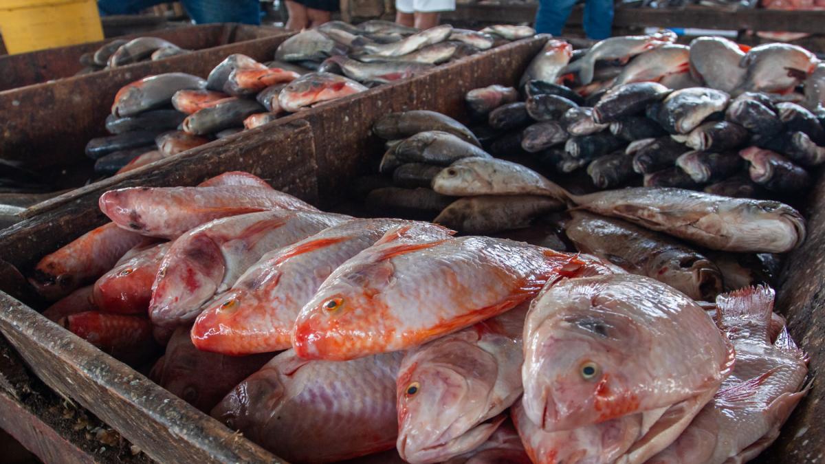 alta demanda para Semana Santa; mojarra lidera con precios estables

 – En la mira