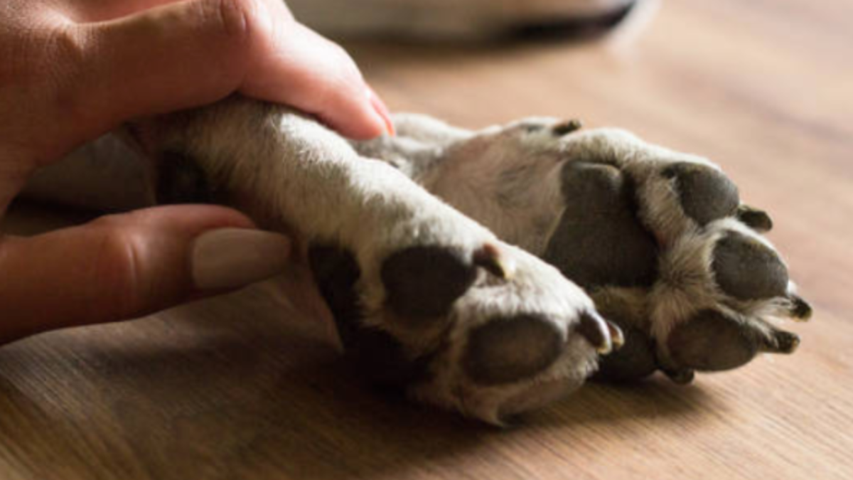 El perro golpeado murió y fue enterrado por el atacante.

 – En la mira