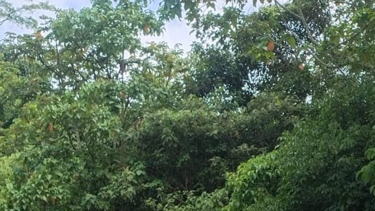 Fuerza pública verifica artefactos que puedan contener explosivos

 – En la mira