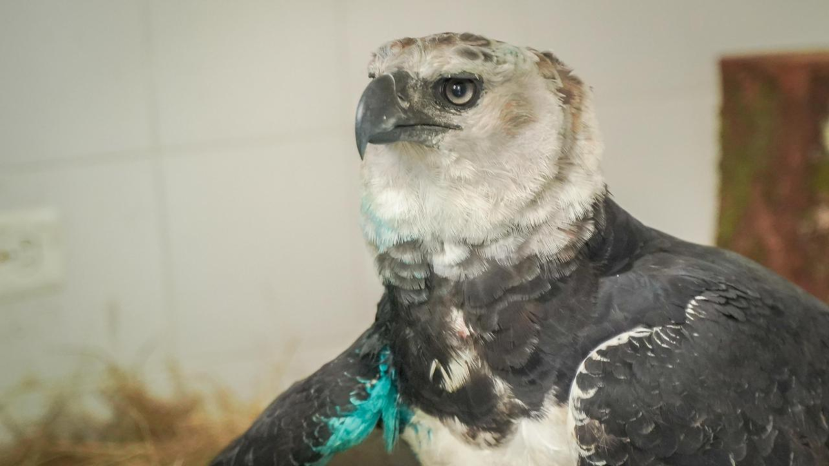 El águila arpía herida en el Meta lucha por sobrevivir y será operada

 – En la mira