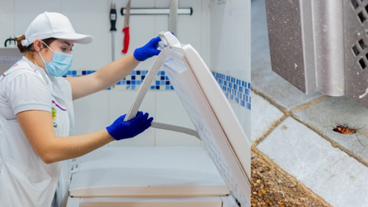 Alcaldía de Ibagué cerró tres carnicerías por presencia de cucarachas: “Hemos intensificado nuestras acciones”

 – En la mira