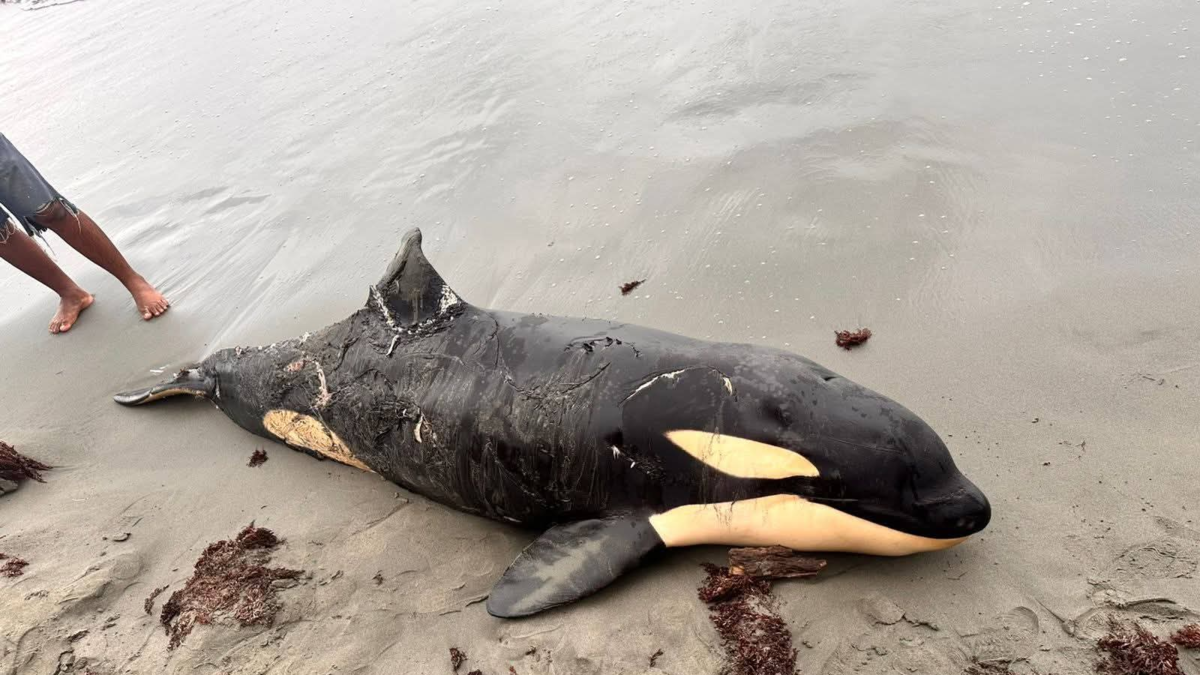 Esto es todo lo que se sabe sobre la orca que apareció muerta en las playas de Moñitos (Córdoba) y provocó alarma ecológica en el Caribe

 – En la mira