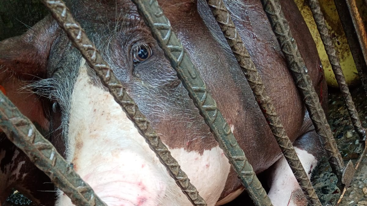 Campesinos condenan ataques con disparos y explosivos desde drones que han impactado fincas en Jamundí en el Valle: hay hasta cerdos heridos

 – En la mira