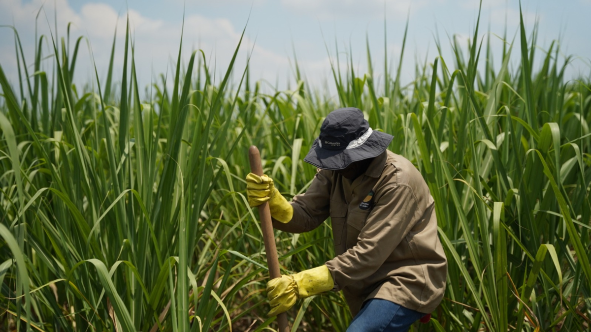 Enormes aumentos en avalúos catastrales para productores de caña y residentes rurales del Valle y el país, que alcanzan el 2.505.119%

 – En la mira