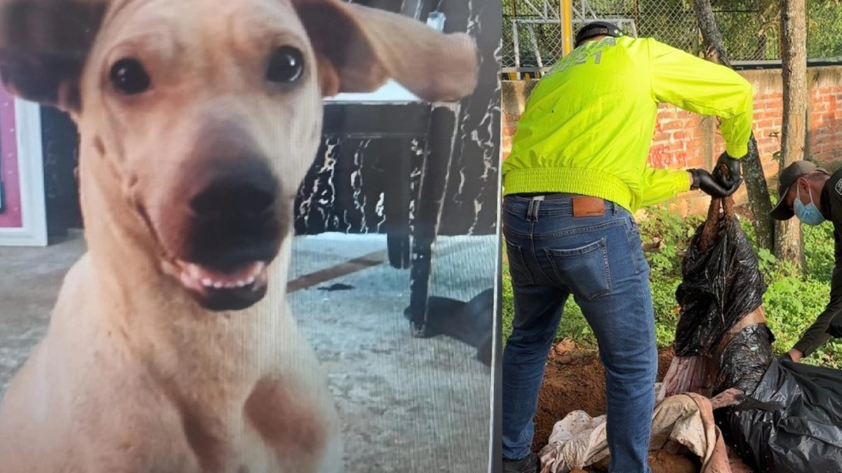 Las autoridades fueron a buscarla y el perro ya estaba muerto y enterrado por su dueño.

 – En la mira