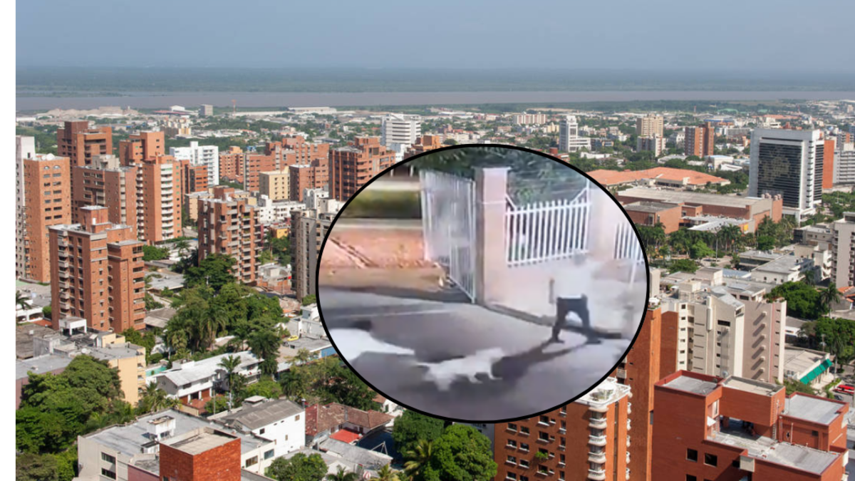 pitbull mata a un yorkie en un complejo de apartamentos; la familia anuncia acciones legales

 – En la mira